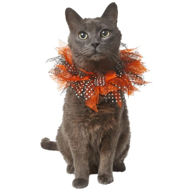 FRISCO Cat Collar Ruffle Costume Accessory, One Size