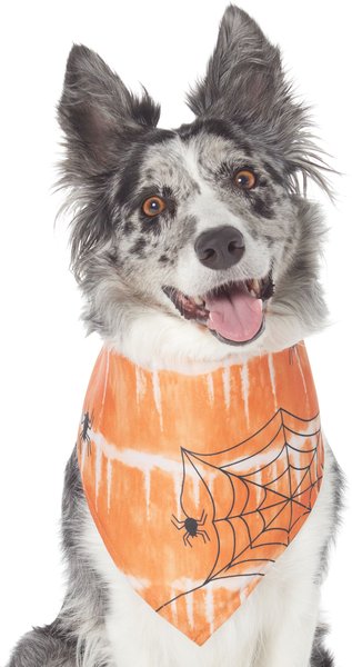 Frisco Orange Spiderweb Dog & Cat Costume Bandana, Medium/Large slide 1 of 7
