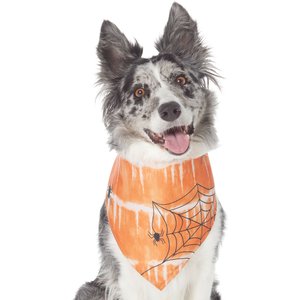 Frisco Orange Spiderweb Dog & Cat Costume Bandana, Medium/Large