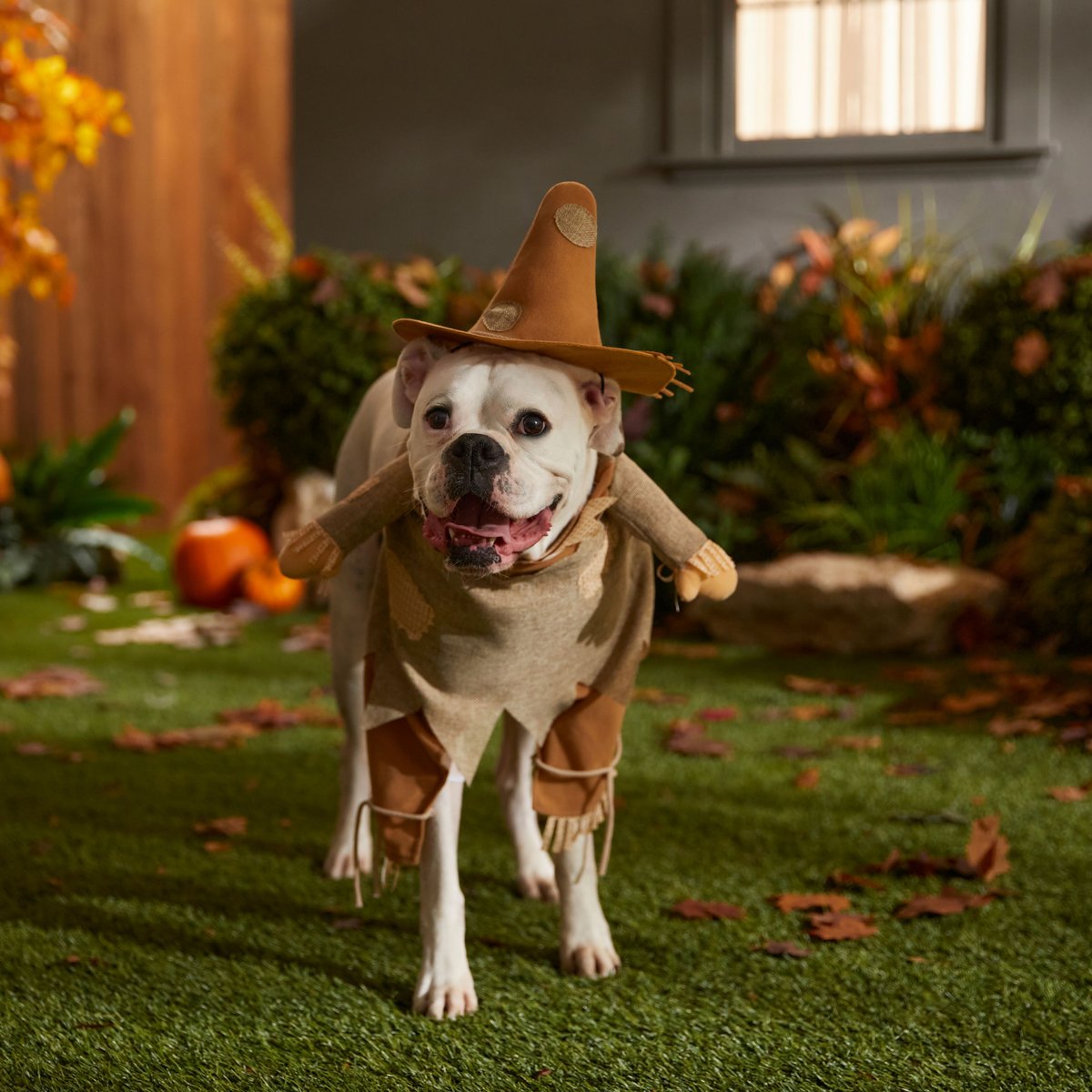 Couple and shop dog costume