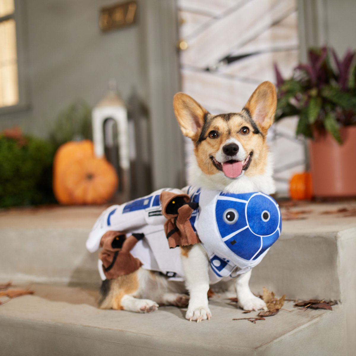 Dog shop matching costumes