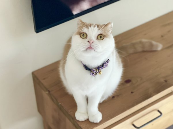 Necoichi Gilded Gold Bow Tie Breakaway Cat Collar