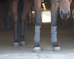Benefab Therapeutic Pony Polo Wraps, 4-pack slide 2 of 2