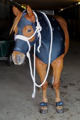Benefab Rejuvenate Horse SmartHood, X-Large slide 2 of 2
