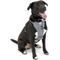 Show in main carousel: Kurgo Tru-Fit Quick Release & Seatbelt Tether Smart Dog Harness, Charcoal, Large  slide 1 of 10