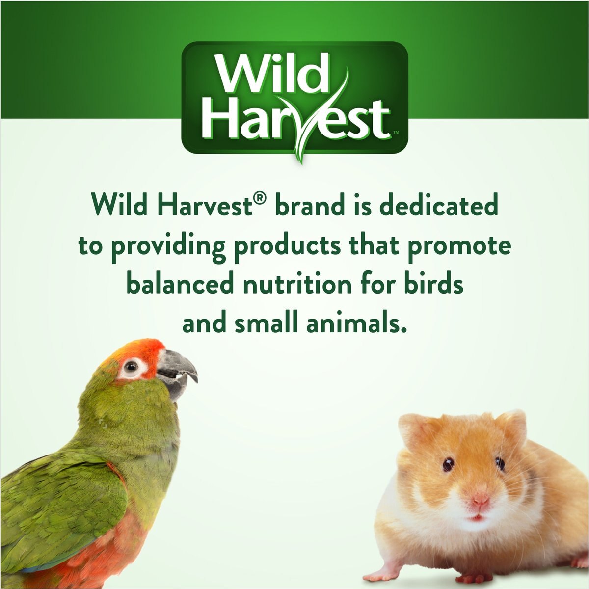 Comida Para Pajaritos Wild Harvest Daily Bird Food Orange
