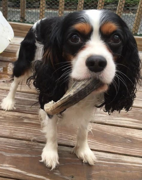 EYS Herders Choice 8 to 10-inch Goat Horn Dog Chew, 2 count