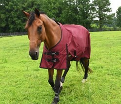 Gatsby 1200D Waterproof Ripstop Turnout Horse Sheet, 51-in