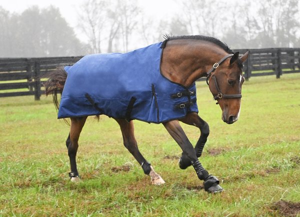 Gatsby Premium 1200D Waterproof Turnout Horse Sheet, Deep Blue, 84-in slide 1 of 2