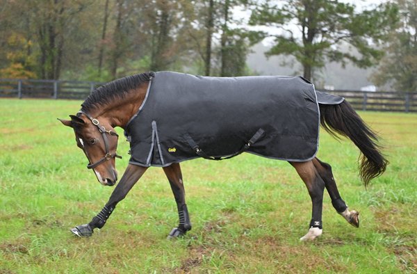 Gatsby Premium 1680D Heavyweight Waterproof Turnout Horse Blanket, Black, 78-in slide 1 of 2
