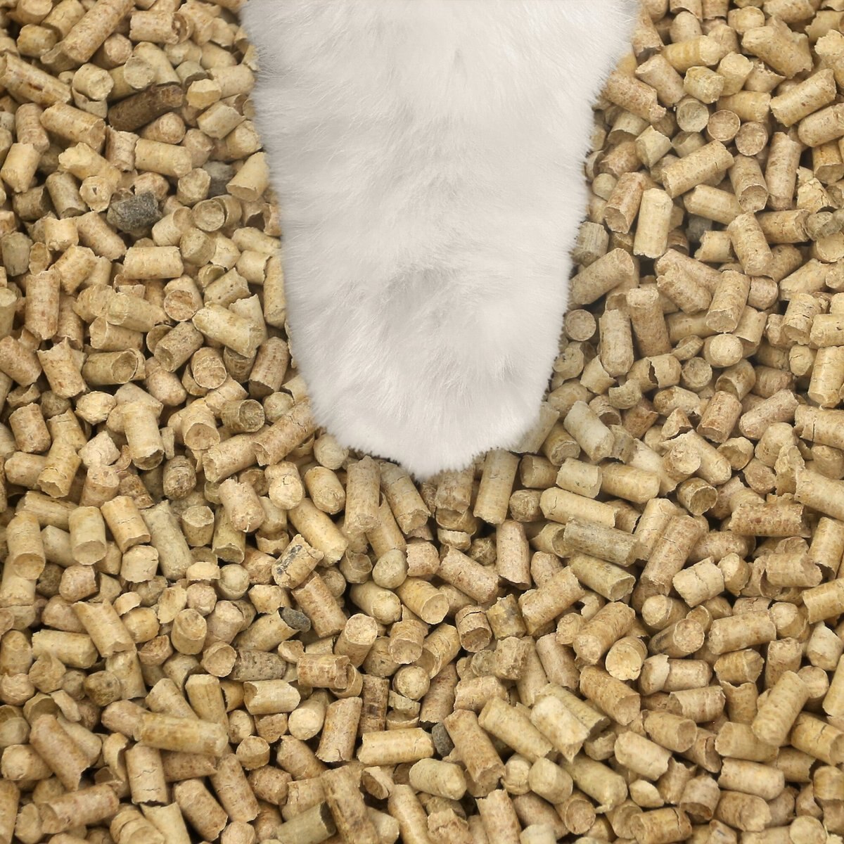 CASUAL HOME Natural Pine Pellet Unscented NonClumping Cat Litter, 20