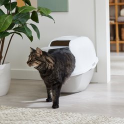 Frisco Modern Hooded Cat Litter Box, Grey, 21-in