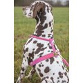 Digby & Fox Rolled Leather Dog Harness, Pink, XX-Small