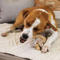 Nylabone Gourmet Style Strong Chew Wishbone Dog Chewy Toy, Chicken, Large slide 2 of 9