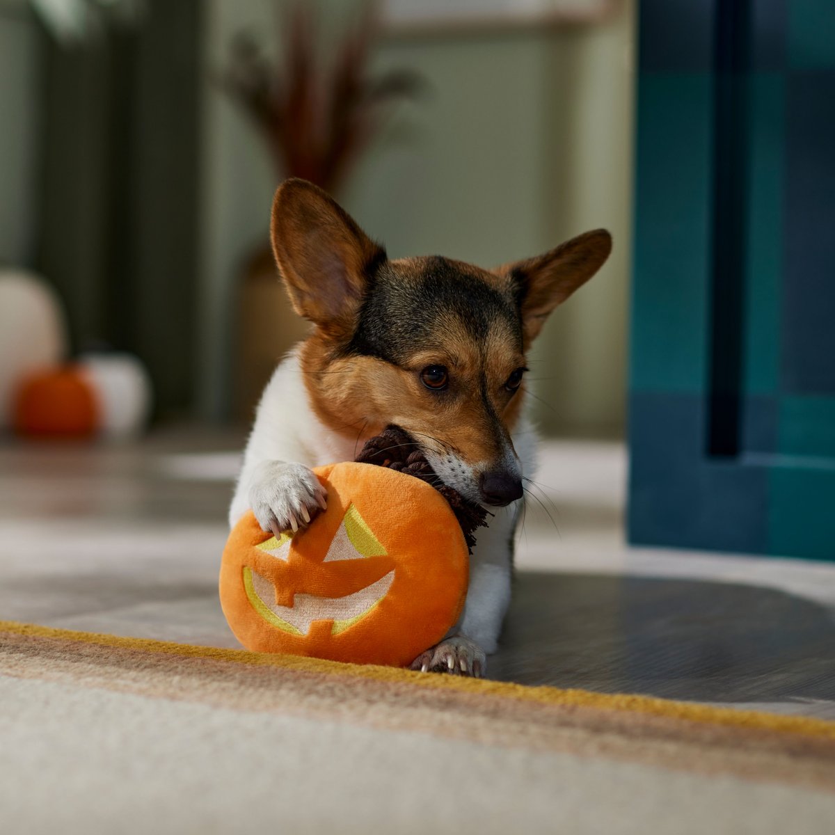 Frisco Halloween Pumpkin Round Plush With Rope Squeaky Dog Toy Medium