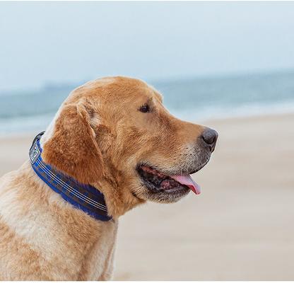 Show full view: Chai's Choice Premium Dog Collar, Orange & Gray, Medium slide 7 of 8