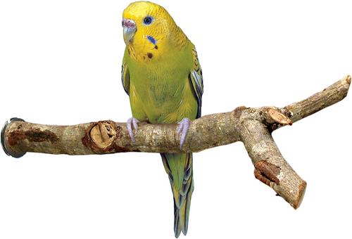 Show full view: Bird Life Parakeet & Small Bird Perch, 8-in slide 2 of 4