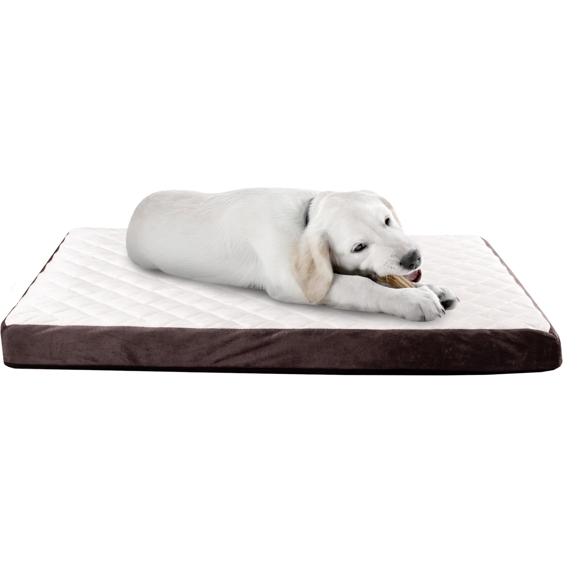 Best odor resistant dog bed hotsell