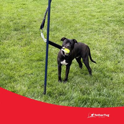 Show full view: Tether Tug Ball Plus Dog Toy,  slide 3 of 9