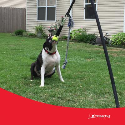 Show full view: Tether Tug Ball Plus Dog Toy,  slide 4 of 9