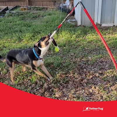 Show full view: Tether Tug Ball Plus Dog Toy,  slide 5 of 9