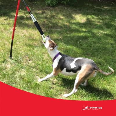 Show full view: Tether Tug Ball Plus Dog Toy,  slide 6 of 9