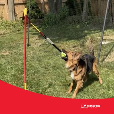 Show full view: Tether Tug Ball Plus Dog Toy,  slide 7 of 9