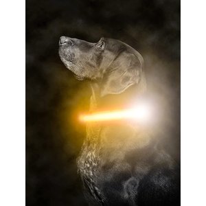 NITE IZE, NITEHOWL® Rechargeable Led Safety Dog Necklace in Mini