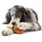 Show in main carousel: PetSafe Busy Buddy Chompin' Chicken Chew Dog Toy, Medium/Large  slide 7 of 9