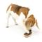 Show in main carousel: PetSafe Busy Buddy Slab o’ Sirloin Chew Dog Toy, Small/Medium  slide 7 of 10