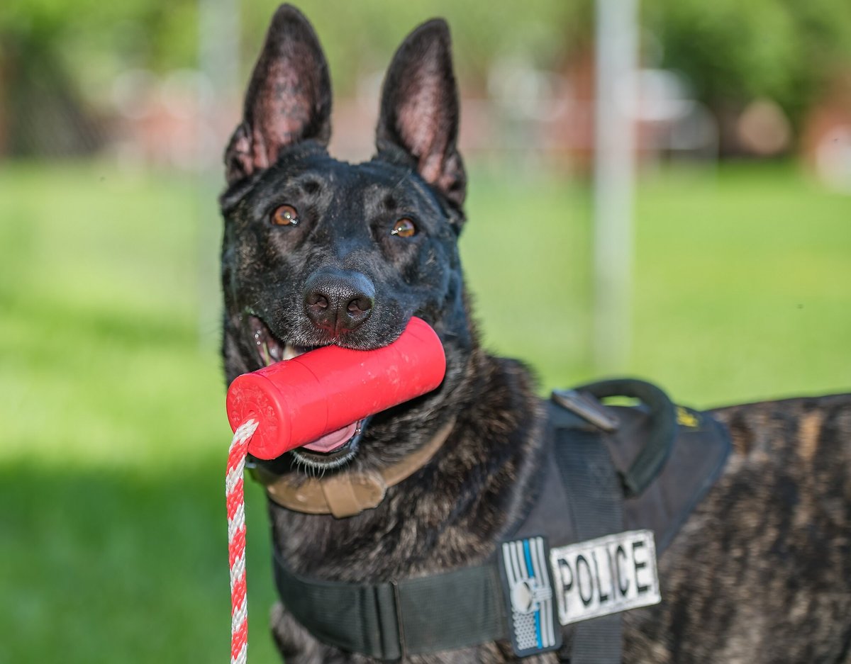 SODAPUP Firecracker Rubber Floating Training Dummy Dog Toy