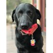SodaPup Nylon Key to My Heart Chew Dog Toy