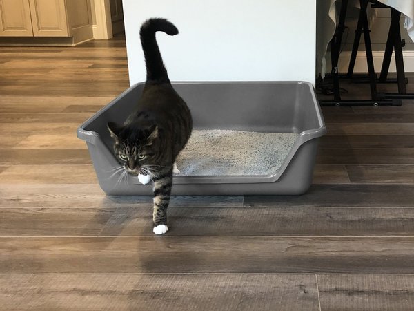 Shirley K's Senior Cat Litter Box, X-Large, Gray slide 1 of 4