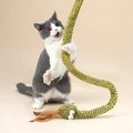 Cat Wands & Teasers: Cat Tease Wands & More (Free Shipping)