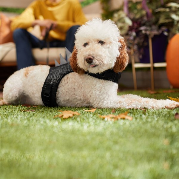 Frisco Halloween Dino Vest Harness