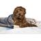 Show in main carousel: Archstone Pets Weighted Dog & Cat Blanket, Gray slide 3 of 5