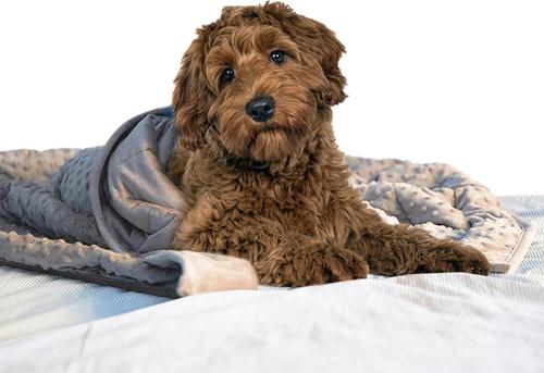 Show full view: Archstone Pets Weighted Dog & Cat Blanket, Gray slide 3 of 5