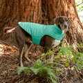Furhaven Reversible Reflective Puffer Dog Coat, Mint