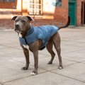 FurHaven Reversible Reflective Puffer Dog Coat, Blue Watercolor, Medium