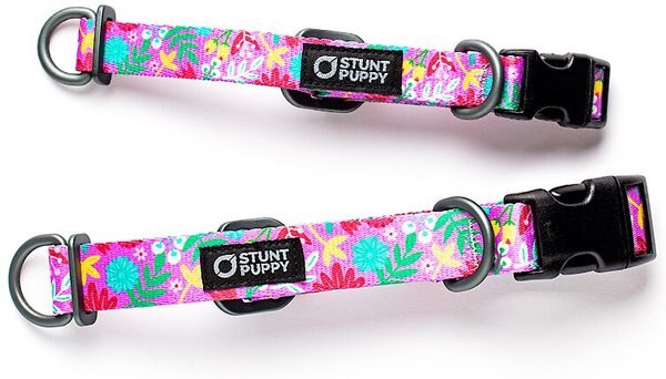 Stunt Puppy Frolic Summer Dog Collar