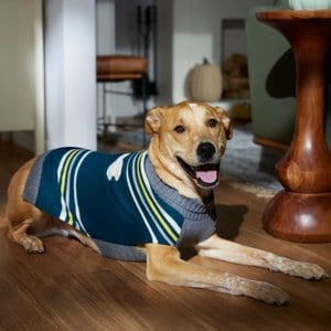Frisco Striped Bone Dog & Cat Sweater, Medium