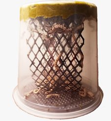 Patriot Exotics Small Silkworm Pod Reptile Food, 50 Count