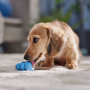 Here are the 5 best chew toys for Goldendoodle puppy August 31, 2022