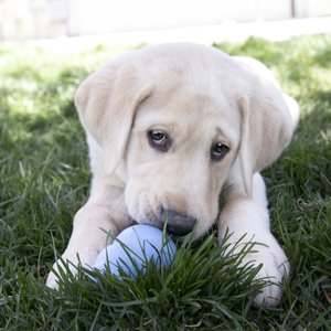 10 Best Labrador Retriever Puppy Toys 2024 According to Reviews Chewy