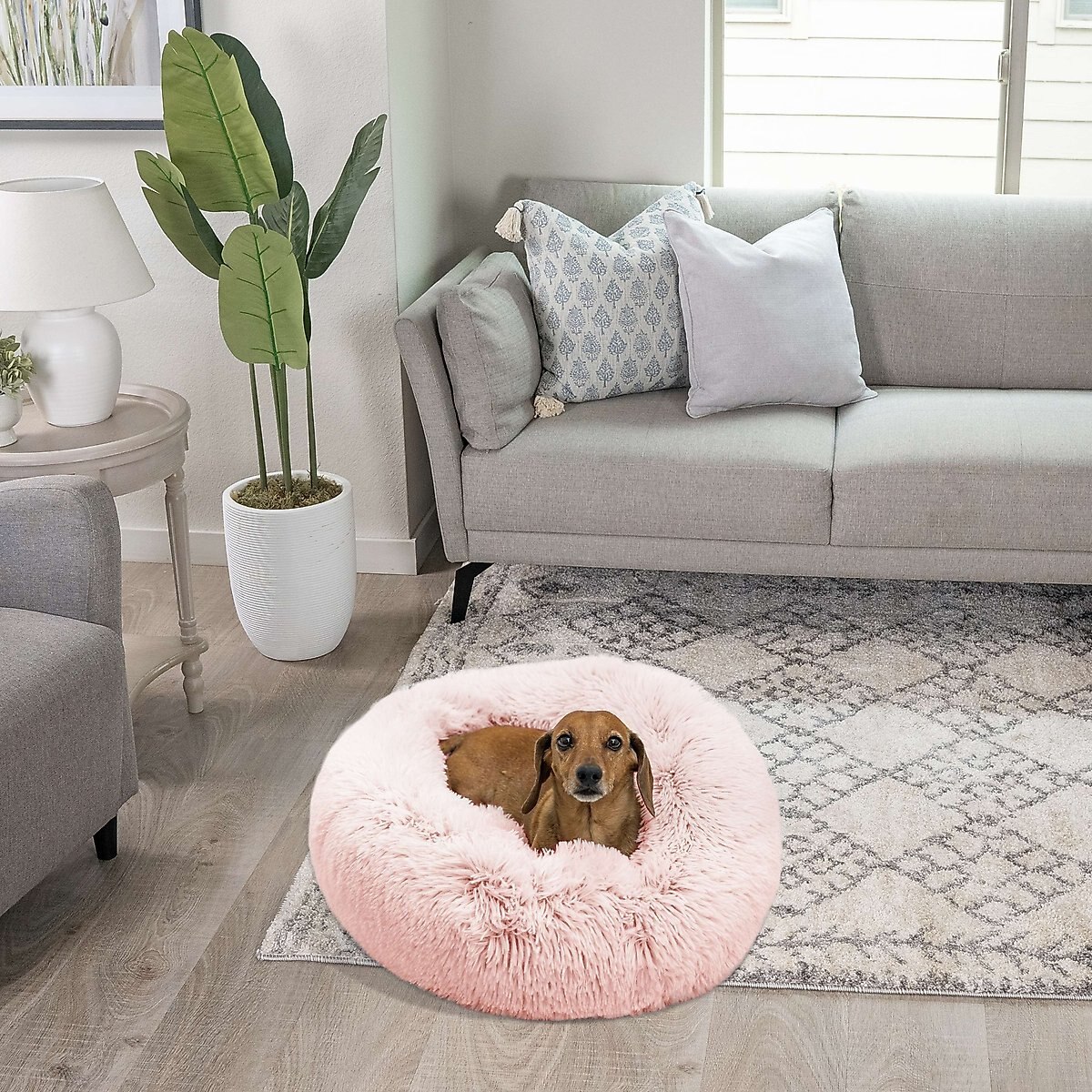 A Dachshund lying on a pink Best Friends By Sheri Original Calming Donut Bed.