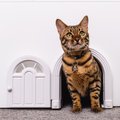 Purrfect Portal Meow Manor Interior Cat Door