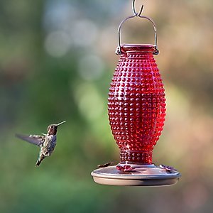 Perky-Pet Red Hobnail Vintage Hummingbird Feeder