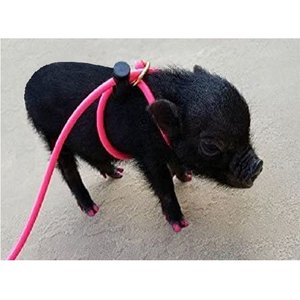 Piggy Poo and Crew 12' Adjustable Mini Pig Harness & Leash, Pink