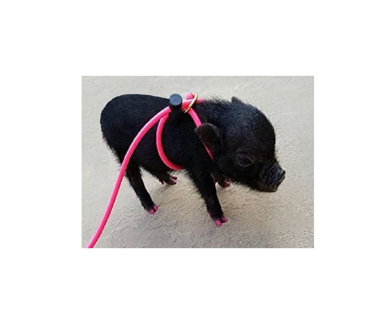PIGGY POO AND CREW 12' Adjustable Mini Pig Harness & Leash Customer