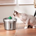 Frisco Stainless Steel Cactus & Leaf Dog & Cat Fountain, 100-oz